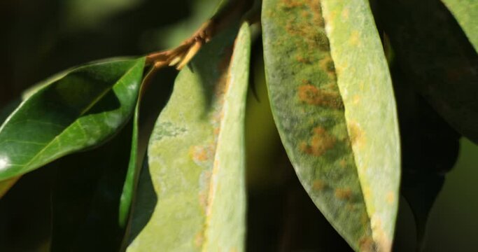 Durian in the plantations ,illness of Durian ,Durian disease ,in the durian garden By Agal Spot causing of Cephaleuros virescense