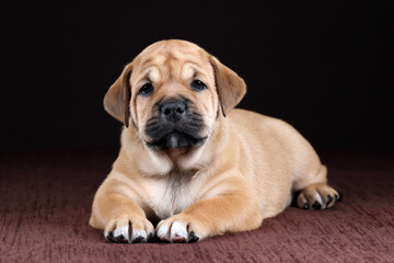 Cute fat ca de bou puppy on a brown background