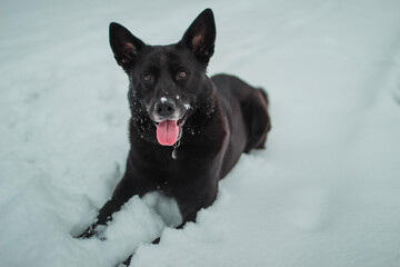 Black dog happy enjoying snow with tongue out.jpg