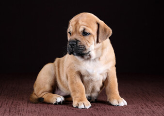 Cute fat ca de bou puppy on a brown background