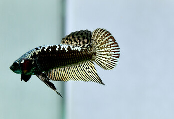 Betta fish Alien Samurai Copper Halfmoon Plakat from Thailand, Siamese fighting fish on isolated...