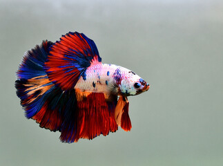 Betta fish Fancy Nemo Halfmoon from Thailand, Siamese fighting fish on isolated Grey Background