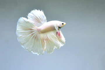 Betta fish Halfmoon from Thailand, Siamese fighting fish on isolated Blue or Grey Background
