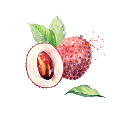 Hand Drawn Watercolor lychee Fruit. Vector illustration. - 786929116