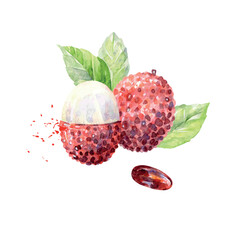 Hand Drawn Watercolor lychee Fruit. Vector illustration. - 786929358