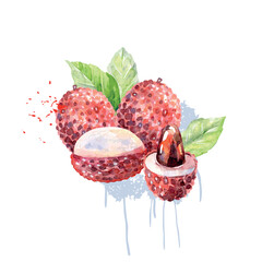 Hand Drawn Watercolor lychee Fruit. Vector illustration. - 786929506