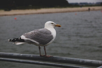 seagull on the pier