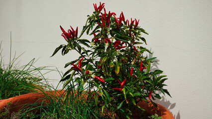 Red chili pepper bush,chili peppers in a pot on the balcony.