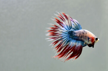 Betta fish Crowntails from Thailand, Siamese fighting fish on isolated Blue or Grey Background
