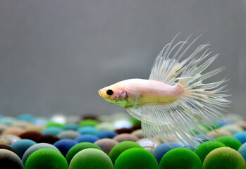 Betta fish Crowntails from Thailand, Siamese fighting fish on isolated Blue or Grey Background