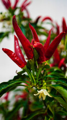 Red chili pepper bush,chili peppers in a pot on the balcony.