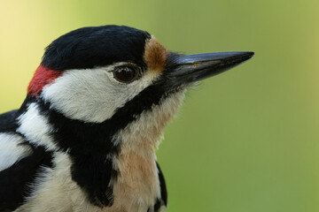 Portrait of a male great spotted woodpecker. The picture shows the head of the woodpecker. 
The...