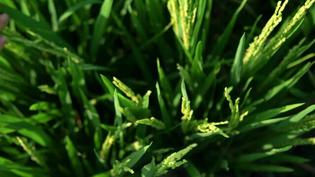 A woman runs her hand over green fresh grass. Macro video of a plant with green leaves, in a rice field.
