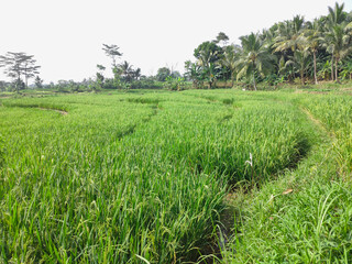 Fototapeta na wymiar The background is a view of rice paddy plants that are already bearing bright green fruit