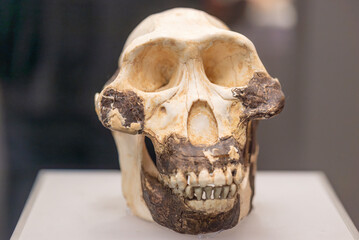 Australopithecus afarensis is an extinct species of australopithecine which lived from about 3.9–2.9 million years ago (mya) in the Pliocene of East Africa.