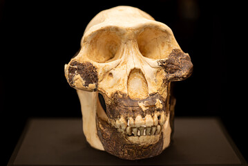 Australopithecus afarensis is an extinct species of australopithecine which lived from about 3.9–2.9 million years ago (mya) in the Pliocene of East Africa. - 786933598