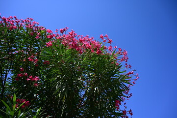 pink small flowers and bluue sky. pink flowers india