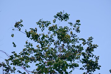 Tree silhouette on sky as twilight times. beautiful nature blue sky with trees, Branch on sky background.