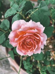 Pink rose close-up against the background of green foliage lit by natural sunlight. Beautiful flowering plants in the summer garden.