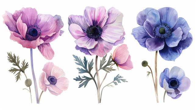 Set in stile acquerello di anemoni rosa e blu su ssfondo bianco scontornabile