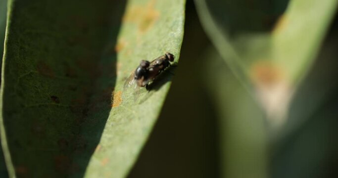 Macro close-up of a fly breeding on a leaf in nature