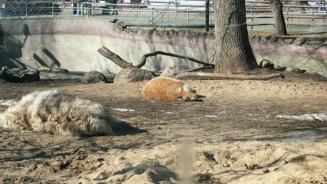 Funny llamas lying on the ground.