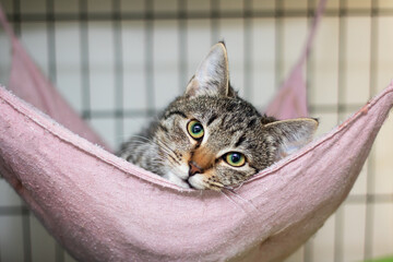 A Domestic shorthaired cat relaxing in a pink hammock, gazing at the camera