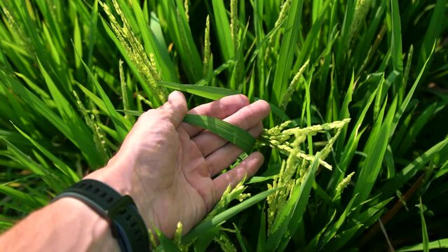 Video of person holding a plant with green leaves, in a open green field on Behance.
