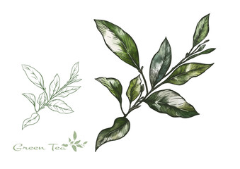 Branch with leaves of green tea. Clip art, set of elements for design Vector illustration. In botanical style