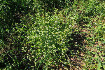 Valerianella locusta Common Cornsalad flower petals - 786937502
