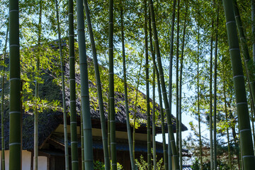 茅葺屋根と竹