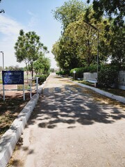 a tree with green leaves and a blue sky in the background, green lane with fresh trees jogging track, street road with a sunny weather
