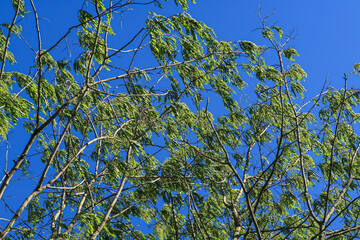 Wind windy branches sky leaves swept strong vision - 786937901