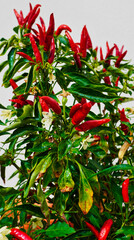 Red chili pepper bush,chili peppers in a pot on the balcony.