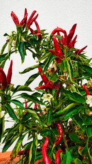 Red chili pepper bush,chili peppers in a pot on the balcony.