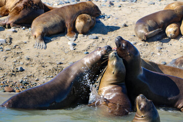 sea lion on the beach