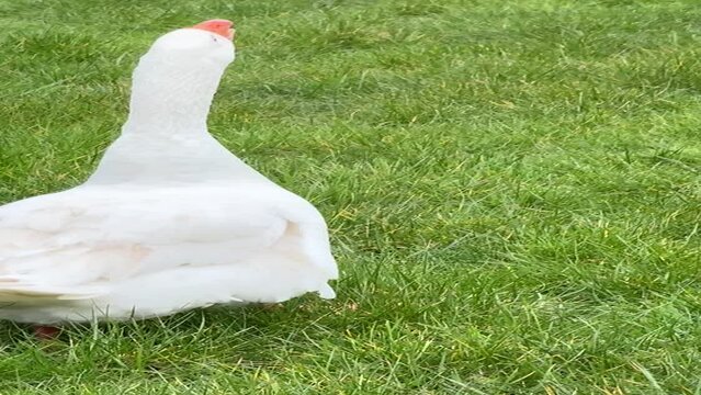 A large white goose that first tries to attack and then changes its mind and returns to its partner

