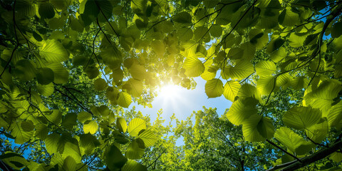 Fototapeta na wymiar Sunlight filtering through a canopy of green leaves, birds chirping, clear sky, nature of beauty, photosynthesis