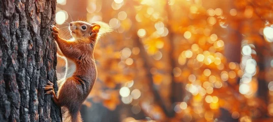  A cute squirrel is climbing on the tree trunk in an autumn forest, panoramic view. The squirrel holds its paws on the tree bark on a sunny day. Natural scene and wildlife concept. © Sabina Gahramanova