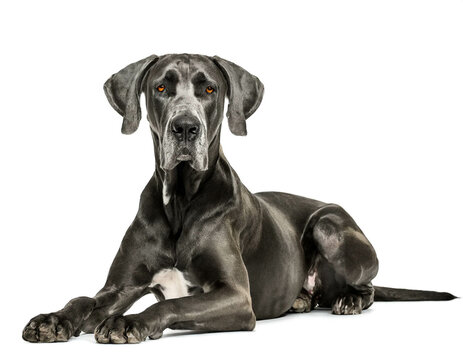 Deutsche Dogge liegend isoliert auf wei&szlig;en Hintergrund, Freisteller