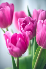 Pink tulips on window background with white tulle