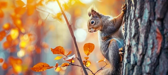 Fototapeten A cute squirrel is climbing on the tree trunk in an autumn forest, panoramic view. The squirrel holds its paws on the tree bark on a sunny day. Natural scene and wildlife concept. © Sabina Gahramanova