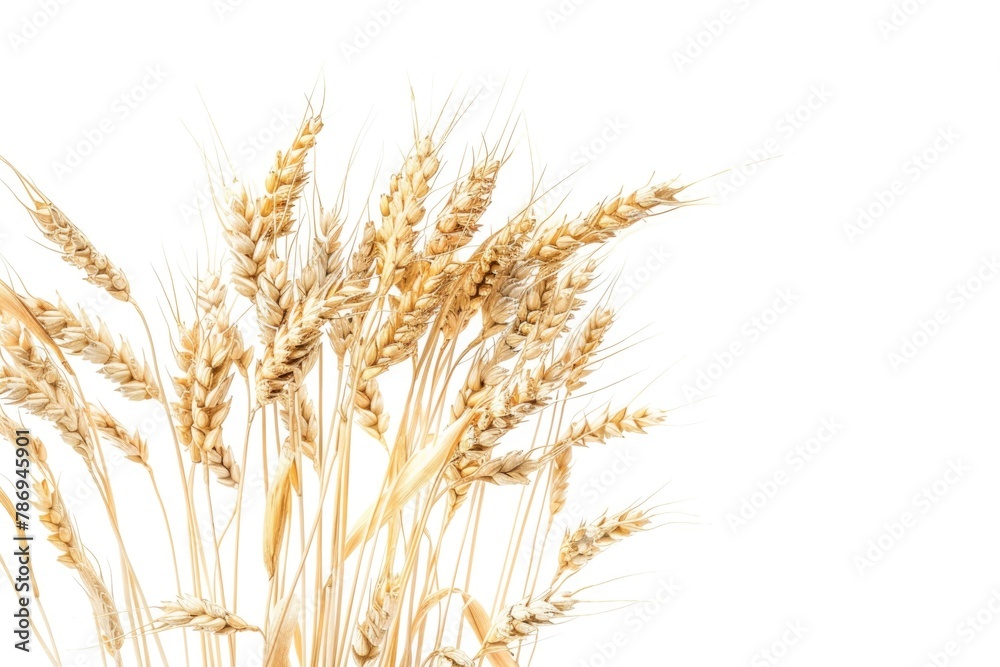 Poster Close up view of a bunch of wheat. Perfect for agricultural concepts