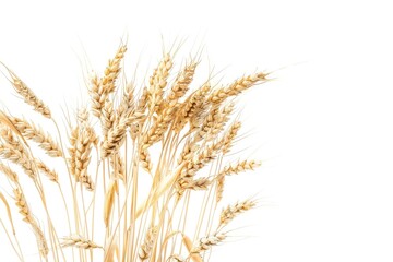 Obraz premium Close up view of a bunch of wheat. Perfect for agricultural concepts