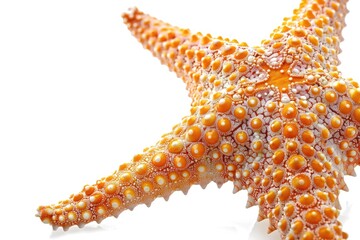 Close up of a starfish on a white surface, perfect for marine and beach themed designs