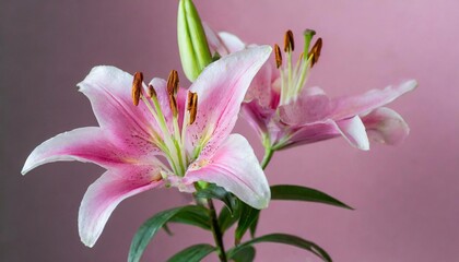 Pink lily blossoms on a gradient background