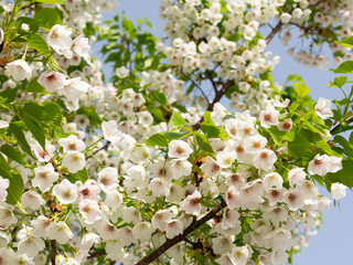 Spring leaf cherry blossoms