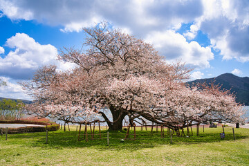 箱根の一本桜