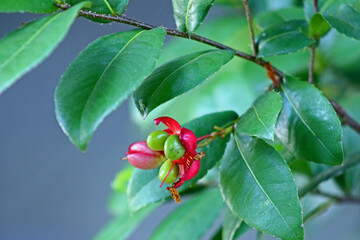 Ochna serrulata is an ornamental garden plant in the family Ochnaceae which is indigenous to South...