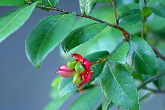 Ochna serrulata is an ornamental garden plant in the family Ochnaceae which is indigenous to South Africa.